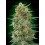 Gorilla Fast - 00 Seeds