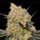 Gelato Mint - 00 Seeds