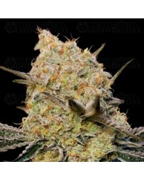 Gelato Mint - 00 Seeds