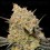 Gelato Mint - 00 Seeds