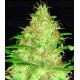 Kali CBD Seeds