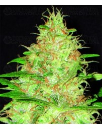 Kali CBD Seeds