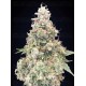 California Kush Fast - 00 Seeds
