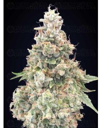 California Kush Fast - 00 Seeds