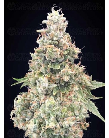 California Kush Fast - 00 Seeds