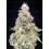 California Kush Fast - 00 Seeds
