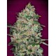 Bubble Gum Fast - 00 Seeds