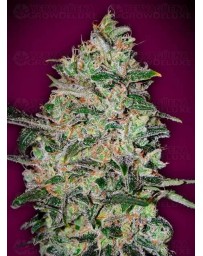 Bubble Gum Fast - 00 Seeds