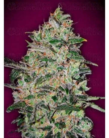 Bubble Gum Fast - 00 Seeds