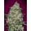 Bubble Gum Fast - 00 Seeds