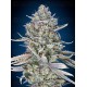 Blue Dream Fast - 00 Seeds