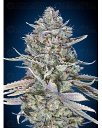 Blue Dream Fast - 00 Seeds