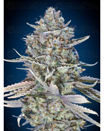 Blue Dream Fast - 00 Seeds