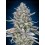 Blue Dream Fast - 00 Seeds