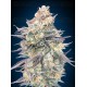 Blue Dream - 00 Seeds