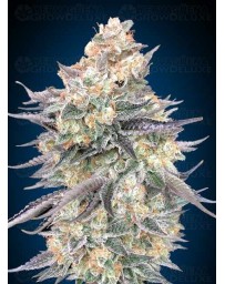Blue Dream - 00 Seeds