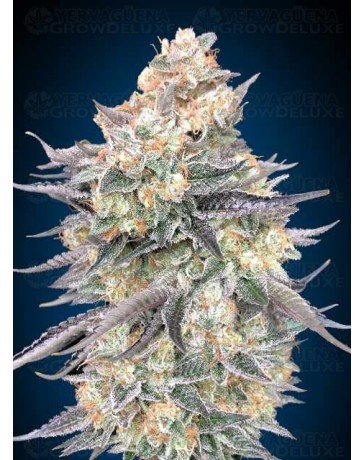Blue Dream - 00 Seeds