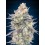 Blue Dream - 00 Seeds