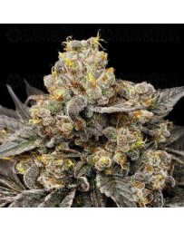 Biscotti Zkittlez - 00 Seeds