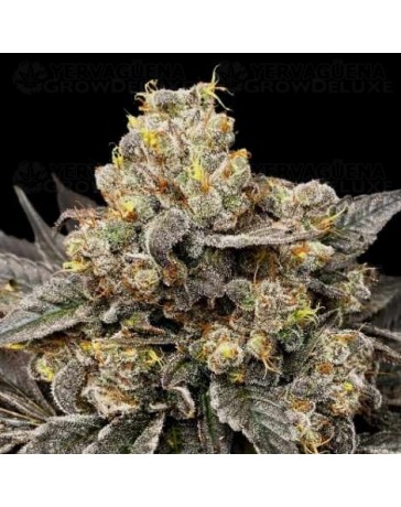 Biscotti Zkittlez - 00 Seeds