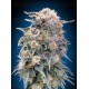 00 Kush Fast - 00 Seeds