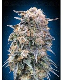 00 Kush Fast - 00 Seeds