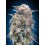 00 Kush Fast - 00 Seeds