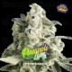 Pineapple Larry OG Fem - BSF Seeds 