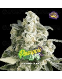 Pineapple Larry OG Fem - BSF Seeds 