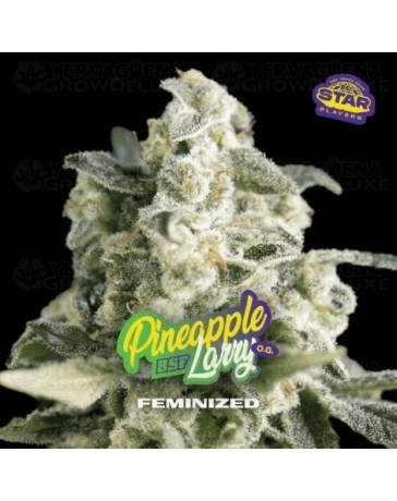 Pineapple Larry OG Fem - BSF Seeds 
