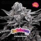 Rainbows - BSF Seeds 