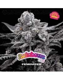 Rainbows - BSF Seeds 