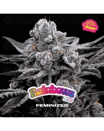 Rainbows - BSF Seeds 