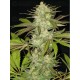 Lavender CBD Seeds