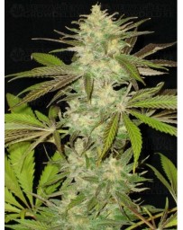 Lavender CBD Seeds