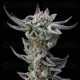 Gorilla Glue Faster - BSF Seeds