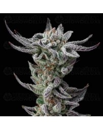 Gorilla Glue Faster - BSF Seeds