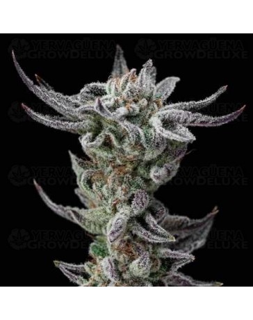 Gorilla Glue Faster - BSF Seeds