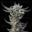 Gorilla Glue Faster - BSF Seeds