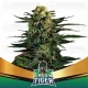 Green Tiger - BSF Seeds