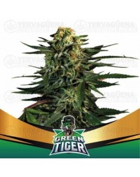 Green Tiger - BSF Seeds