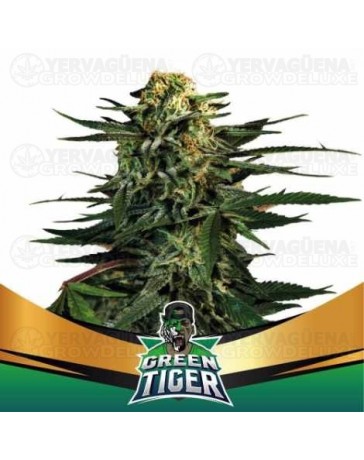 Green Tiger - BSF Seeds