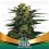 Green Tiger - BSF Seeds