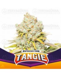 Tangie - BSF Seeds