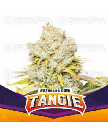 Tangie - BSF Seeds