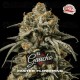 El Gaucho - BSF Seeds