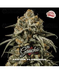El Gaucho - BSF Seeds