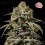 El Gaucho - BSF Seeds