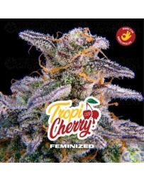Tropicherry - BSF Seeds