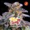 Tropicherry - BSF Seeds